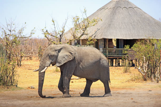 5 day luxury lodge safari in ngorongoro crater